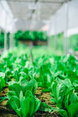 Organik yöntemlerle yetiştirilen sebze çiftliği. Yakın çekim bir fotoshoot 'tan.