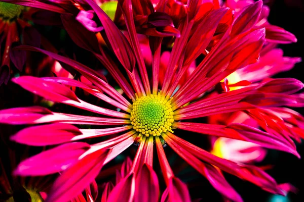 Макрофотография красивого осеннего цветка фуксии, сделанная с близкого расстояния — стоковое фото