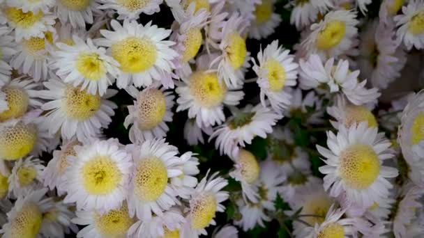 Videos von entzückenden weißen Chrysanthemen. Schneeweiße Blütenblätter von Herbstblumen — Stockvideo