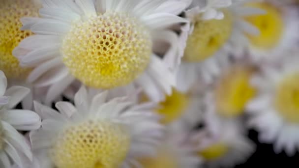 Macro vídeo de incríveis crisântemos brancos. Pétalas brancas de neve de flores de outono — Vídeo de Stock