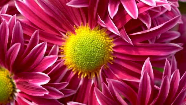 Video von entzückenden hellen Chrysanthemen. Gesättigte rosa Blütenblätter von Herbstblumen — Stockvideo