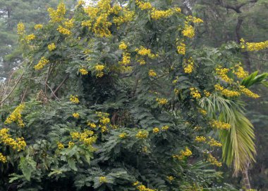 Çıngıraklı yılan ya da çıngıraklı yılan çiçekleri Hindistan 'ın batısındaki Jaldapara Ulusal Parkı' nda büyüleyici görünür. Bu çiçeklerin 600 'den fazla türü dünyanın her yerinde bulunur. Park 216 'ya yayıldı. 51 kilometrekare. 