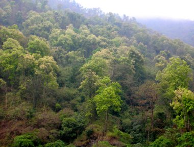 Hindistan 'ın Kalimpong kentindeki Tar Khola' daki Teesta Nehri yakınlarında kışın renkli bir orman manzarası büyüleyici görünür.. 