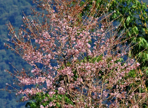 Cerezo Flor Pueblo Yuksom Sikkim Occidental Fascinante Cereza Signo Frío — Foto de Stock