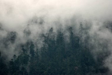 Sis ve sis kaplı kozalaklı kozalaklı ağaçların panoramik görüntüsü, Kuzey Sikkim 'de 10.000 feet yükseklikte bulunan Lachung' da Norveç gibi karanlık ve derin görünüyor. Burası Sikkim 'in en popüler turistik mekanı.. 