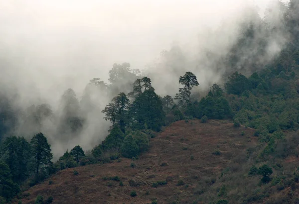 全景的雾和雾蒙蒙的针叶树松树在山上的地形 看起来迷人的是位于北锡金10 000英尺高空的Lachung 这是锡金最受欢迎的旅游胜地 — 图库照片