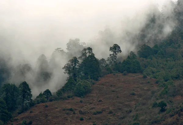 Panoramic View Fog Mist Covered Conifer Pines Trees Mountainous Terrain — Stock Photo, Image