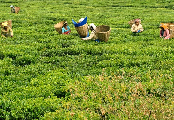 Güney Sikkim Deki Temi Çay Bahçesi Nde Çay Yaprağı Toplayan — Stok fotoğraf