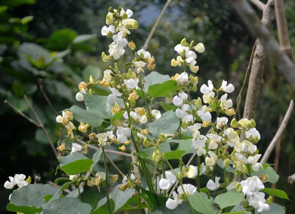 在北锡金的Lachung 奶油豌豆的植物学名称 Lathyrus Ochroleucus 看起来非常迷人 — 图库照片