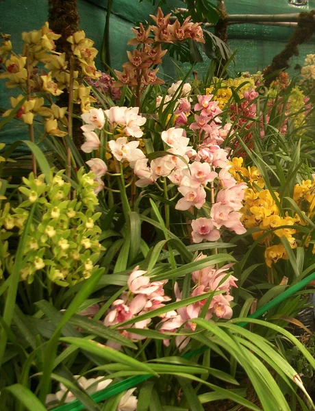 Les Fleurs Entières Orchidée Cymbidium Regardent Hypnotisant Gangtok Dans Sikkim — Photo
