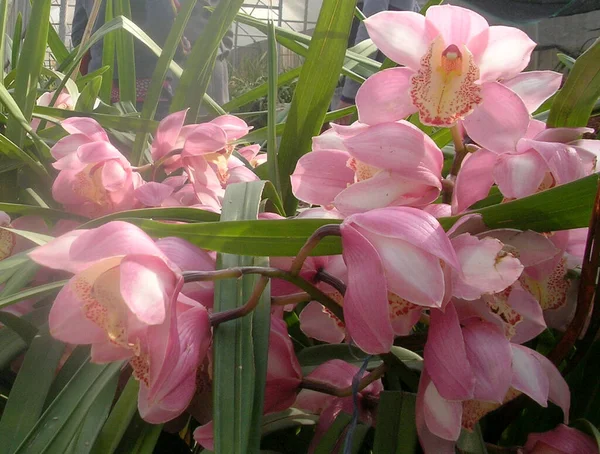Cymbidium Orchid Inteiramente Floresce Olhar Hipnotizante Vila Assam Linzay Sikkim — Fotografia de Stock
