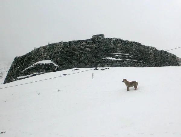 Een Hond Die Het Koude Koude Weer Trotseert Verse Sneeuwval — Stockfoto