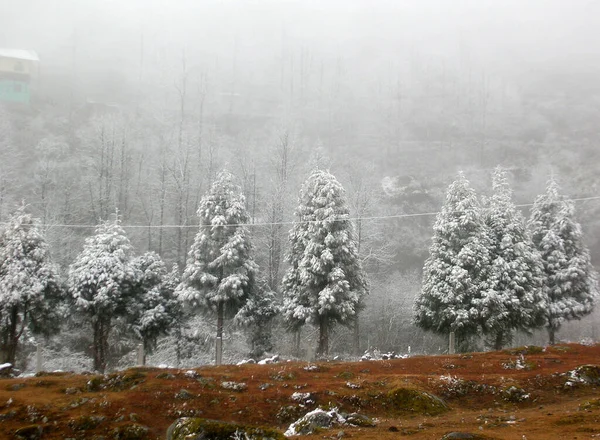 Μια Συναρπαστική Θέα Των Χιονισμένων Πεύκων Μοιάζει Δέντρα Μάζας Μπροστά — Φωτογραφία Αρχείου