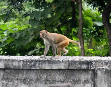 Batı Bengal, Hindistan 'daki Jaldapara Ulusal Parkı' nda insanların yaşam alanına giren bir maymun. Parkın sınırlarında bir maymun tehdidi var.. 