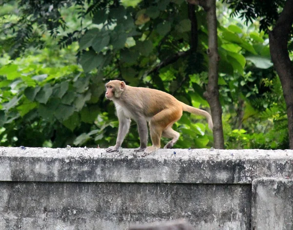 Batı Bengal, Hindistan 'daki Jaldapara Ulusal Parkı' nda insanların yaşam alanına giren bir maymun. Parkın sınırlarında bir maymun tehdidi var.. 