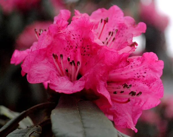 Rhododendron Ανθίζει Πλήρως Στο Barsay Rhododendron Ιερό Που Βρίσκεται Εξετάσουμε — Φωτογραφία Αρχείου