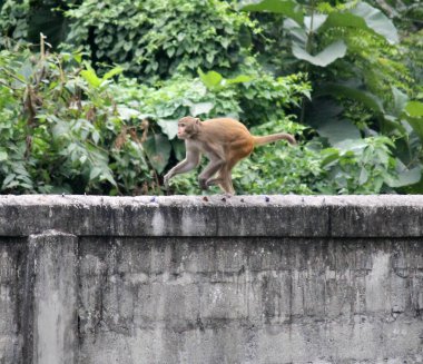 Batı Bengal, Hindistan 'daki Jaldapara Ulusal Parkı' nda insanların yaşam alanına giren bir maymun. Bu parkta çeşitli hayvan türleri bulunur..