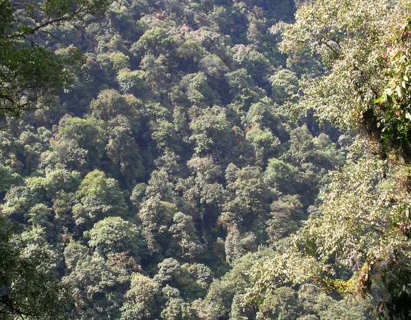 Una Vista Della Fitta Foresta Verde Verdeggiante Sotto Kanchanjunga National — Foto Stock