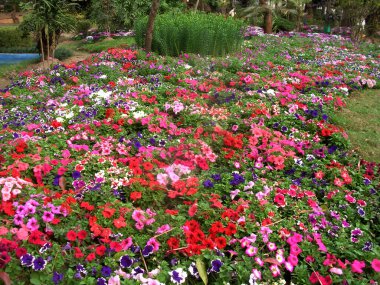 Gangtok, Sikkim yakınlarındaki Ranipool 'daki Epica Garden' da yetişen ve sergilenen rengarenk çiçek çeşitleri büyüleyici görünüyor. Burası Sikkim hükümetinin sahip olduğu en büyük botanik bahçesi ve aynı zamanda turistlerin ilgi odağı..  