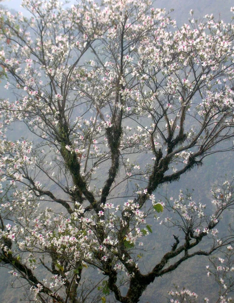 Biała Magnolia Magnolia Campbellii Kwitnie Wiosną Legship West Sikkim Indiach — Zdjęcie stockowe