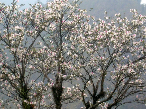 Magnolia Blanca Magnolia Campbellii Florece Completamente Durante Primavera Legship Sikkim — Foto de Stock