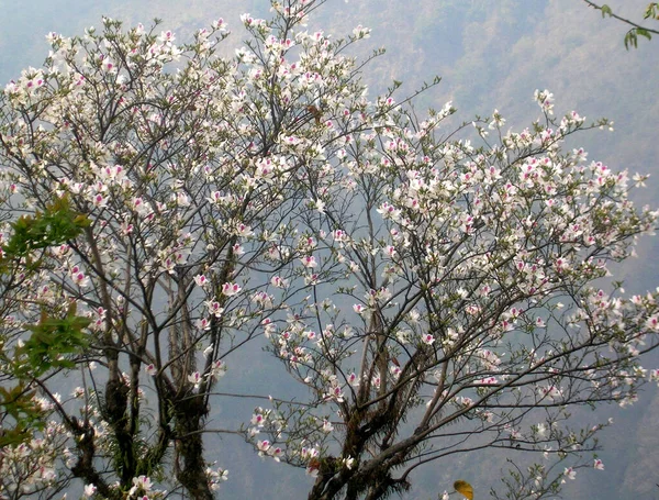 Белая Магнолия Magnolia Campbellii Полностью Расцветает Весной Legship Сиккиме Индия — стоковое фото