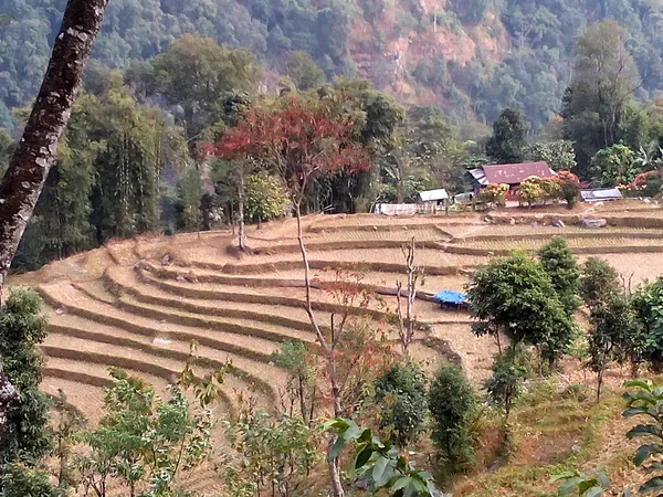 Panoramic View Vacant Land Harvesting Traditional Houses Lingmo Village East — 스톡 사진