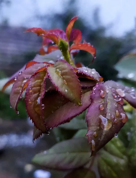Dews accumulated on the rose plants with overnight heavy rainfall look mesmerizing early morning during monsoon at a garden in Chiso Pani near Jorethang in Sikkim.