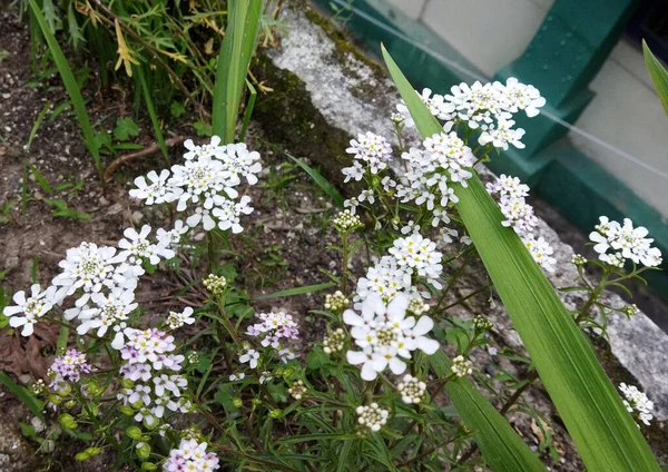 White Yarrow Wildflower fully blooms look mesmerizing in a garden in Gangtok, Sikkim. Around 4000 flowers and plants are found in Eastern Himalayas including Sikkim.