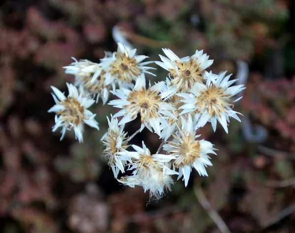 Pearly Everlasting Flowers Plants Fully Bloom Look Mesmerizing Thangu Situated — Stock Photo, Image