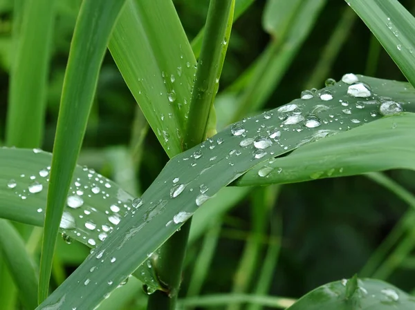 Rugiada Accumulato Look Perle Dopo Notte Forti Precipitazioni Sembra Ipnotizzante — Foto Stock