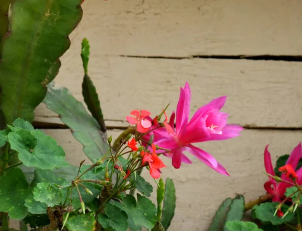 Les Fleurs Crocosmie Fleurissent Merveille Kabi Dans Nord Sikkim Inde — Photo