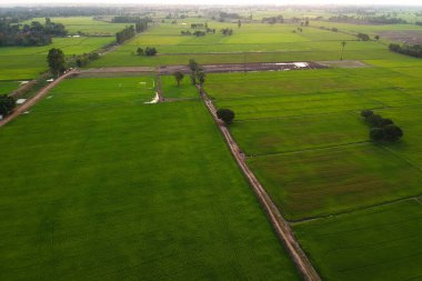Yeşil alanların en üst panoramik manzarası. İnsansız hava aracıyla manzara..