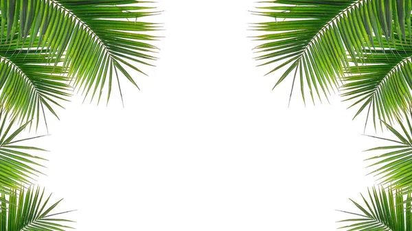 Coconut Leaves Leaf Isolated White Background — Stock Photo, Image