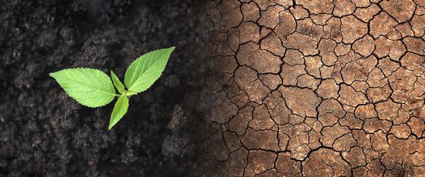 Drought. The concept of environment and ecosystems in inclement weather. Seedlings in soils with arid soil and inclement weather.