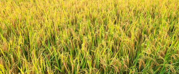 Rice fields (rice) in the harvest season. Rice fields in the morning.