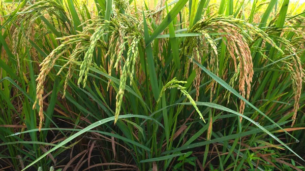 Ladang Padi Beras Pada Musim Panen Sawah Pagi Hari — Stok Foto