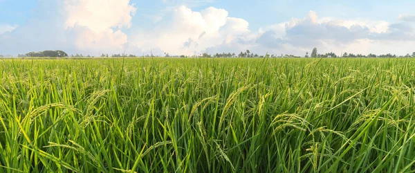 Reisfelder Reis Der Erntezeit Reisfelder Morgen Stockfoto