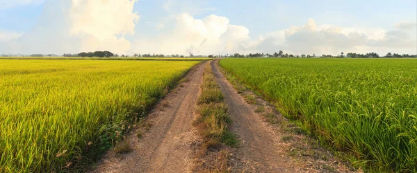 Reisfelder Reis Der Erntezeit Reisfelder Morgen Panorama Reisfelder Stockbild