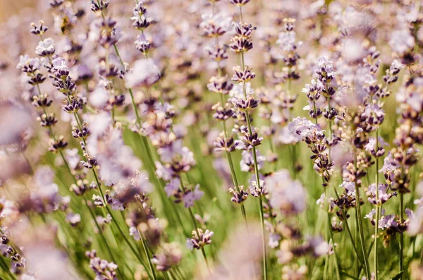 Primer Plano Las Flores Lavanda Púrpura Campo Lavanda Durante Verano —  Fotos de Stock