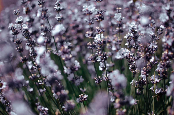 Primer Plano Las Flores Lavanda Púrpura Campo Lavanda Durante Verano —  Fotos de Stock