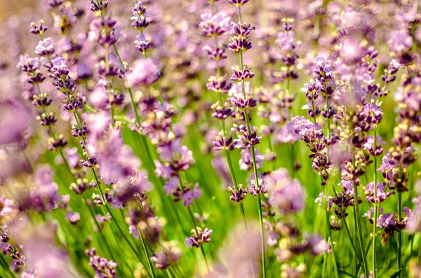 Close Flores Lavanda Roxa Campo Lavanda Durante Verão Campo Transilvânia — Fotografia de Stock
