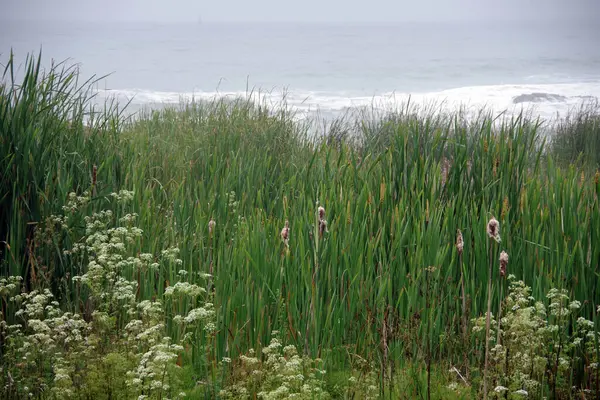 Pflanzen Und Blumen Entlang Der Kalifornischen Küste Mit Dem Pazifik — Stockfoto