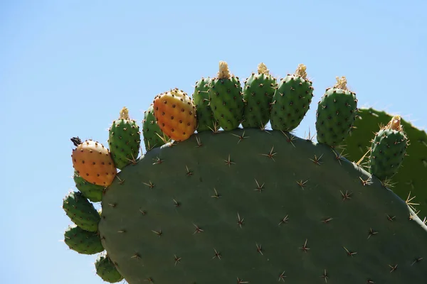 Vista Cerca Frutas Flores Cactus Pera Espinosa —  Fotos de Stock