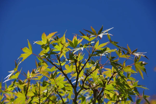 真っ青な空の下 日本庭園に緑の葉を持つ木の葉 — ストック写真