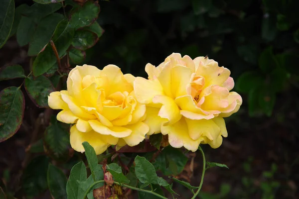 Widok Bliska Dwóch Jasnożółtych Kwiatów Róż Dwoma Maleńkimi Owadami Jednym — Zdjęcie stockowe