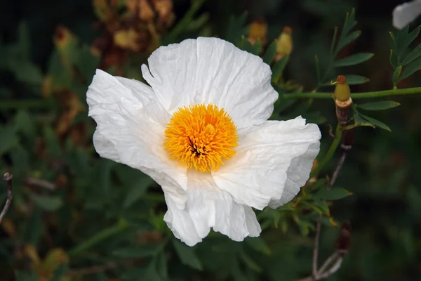 Widok Bliska Kwiaty Maku Matilija Duży Biały Kwiat Żółtym Stemplem — Zdjęcie stockowe
