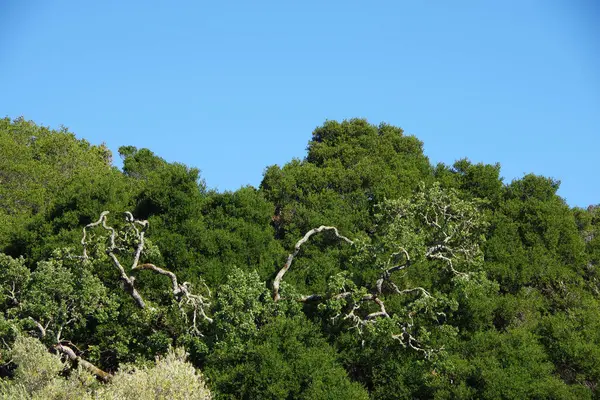 Κεντρική Καλιφόρνια Παράκτια Ορεινό Δάσος Νότια Του Σαν Φρανσίσκο Μια — Φωτογραφία Αρχείου