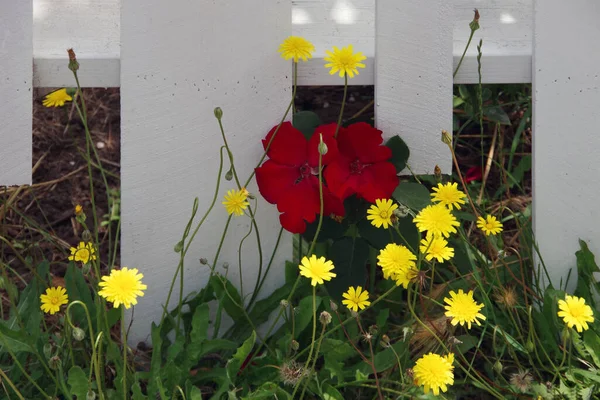 울타리 노란색 과붉은 가까이 — 스톡 사진