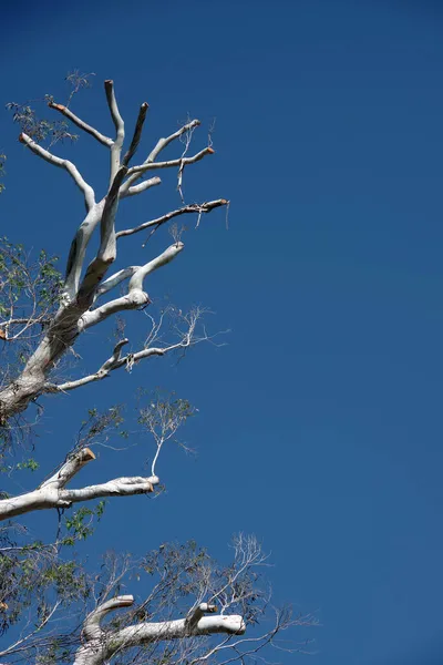 다듬어 유칼립투스 나무가 보인다 — 스톡 사진